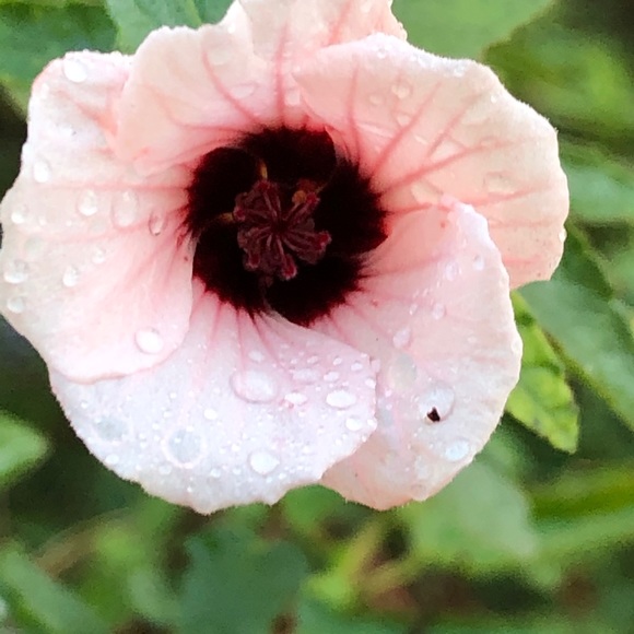 Meet your Posher, Shayla - Picture 6 of 12